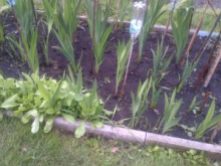 Gladioli now starting to grow taller