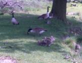 Several families of Canada Geese at the lower Lake of Hardwick Hall