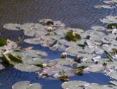 Water Lilies on the lake at Hardwick Hall