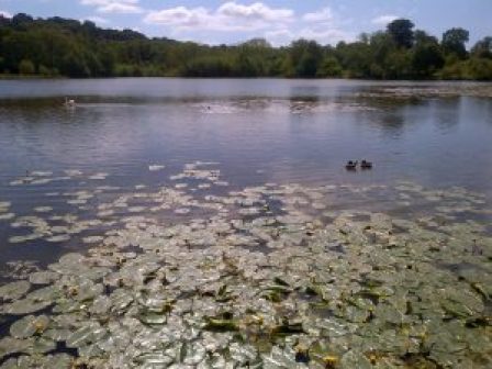 Lake at Hardwick Hall with water lilies