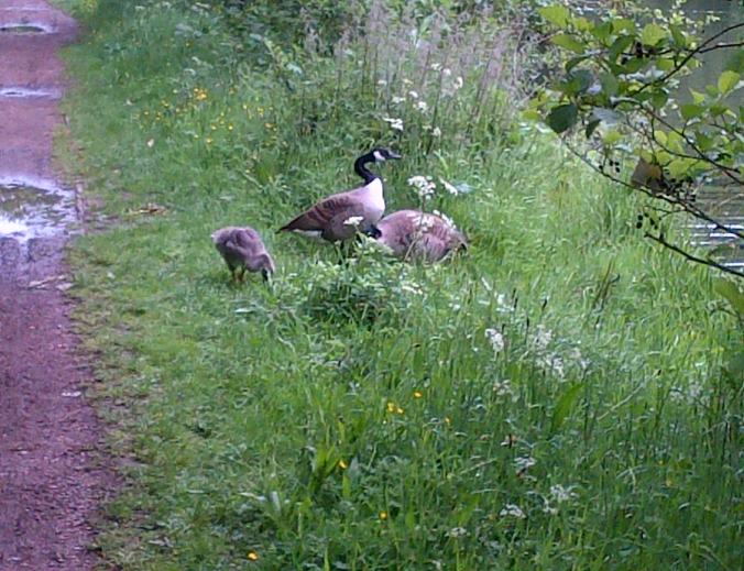 We came across another lovely family of Geese and their young 