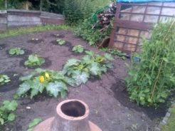 Squash and Courgettes .. Last year this space was a huge compost heap and nettle patch which hubby cleared behind the shed.