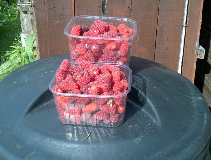Loganberries Bumper crop 