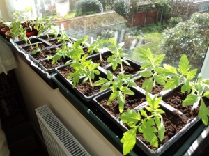 Tomato plants are thriving and will be planted in the allotment green house next week 