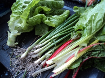 Lettuce Spring Onions and Rainbow Chard 