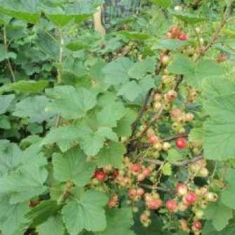 More Redcurrents to ripen