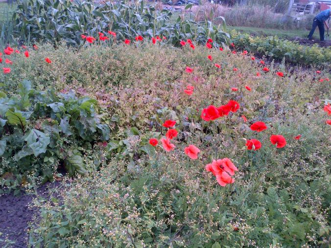Weeds and Poppies