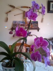 Remember those Orchids on my Kitchen window sill. Well now they have come into full bloom and are delighting me with their colours.