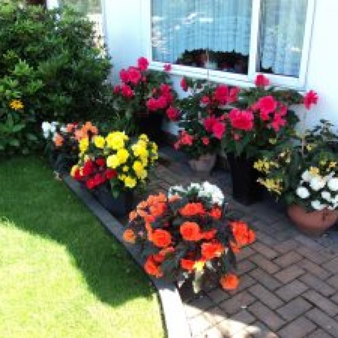 Begonias on the front garden The ones under the window the blooms are larger than my hand