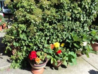 Pots on the Patio Begonias