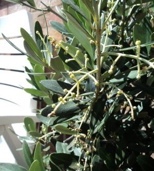 Olive Bush with small fruits