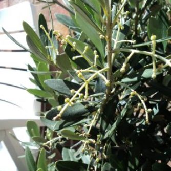 Olive Bush with small fruits