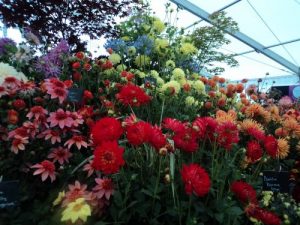 A wonderful display of Dahlias one of my favourites