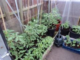 Greenhouse Tomatoes