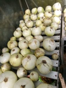 Onions grown from seed